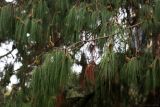 genus Pinus. Верхушки побегов с микростробилами. Черноморское побережье Кавказа, г. Сочи, Дендрарий, в культуре. 05.04.2013.