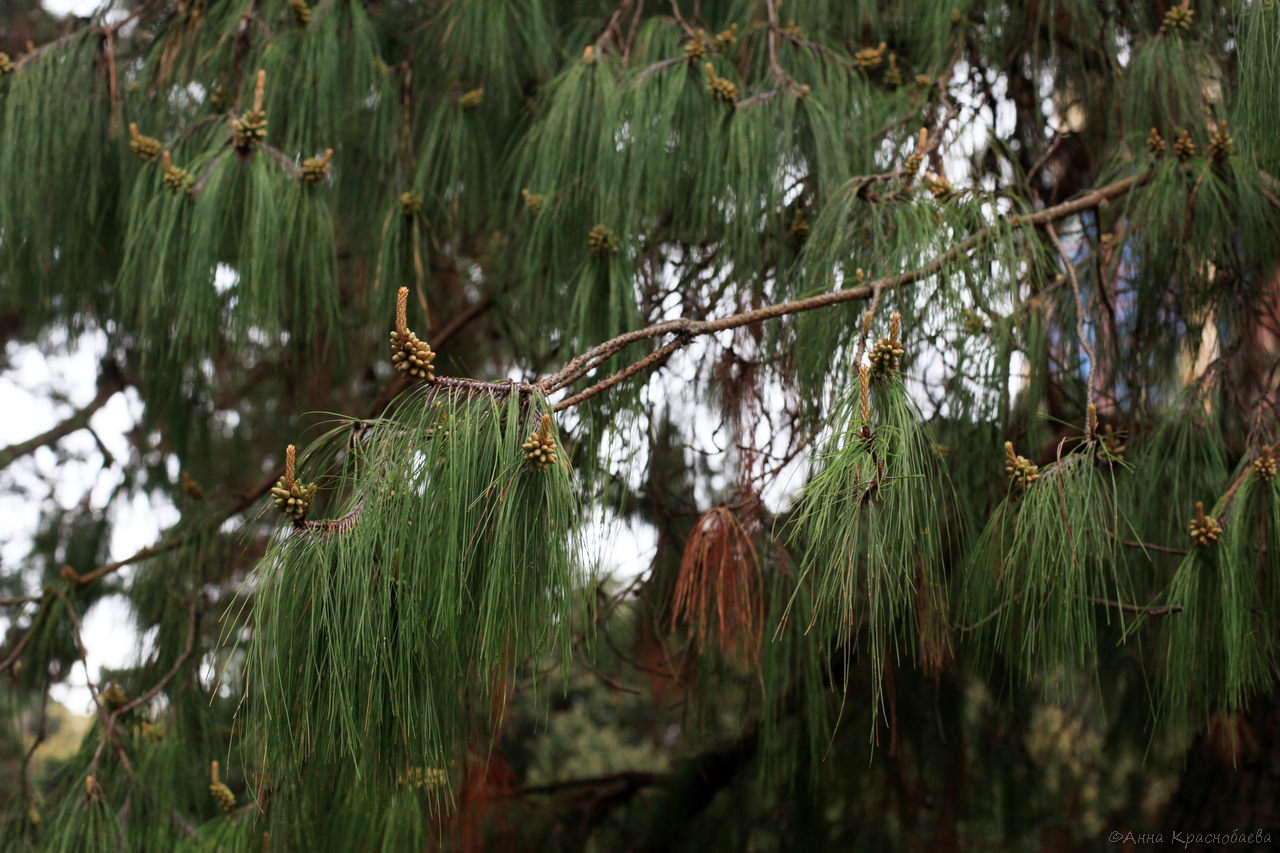 Image of genus Pinus specimen.