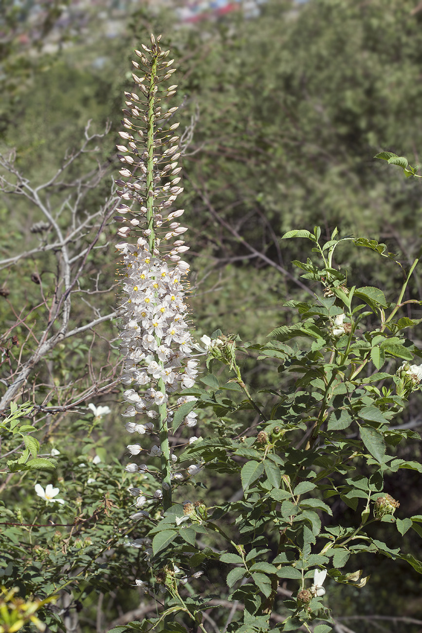 Изображение особи Eremurus robustus.