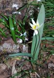 Tulipa bifloriformis. Цветущее растение. Узбекистан, г. Ташкент, Ботанический сад им. Ф.Н. Русанова. 24.02.2019.