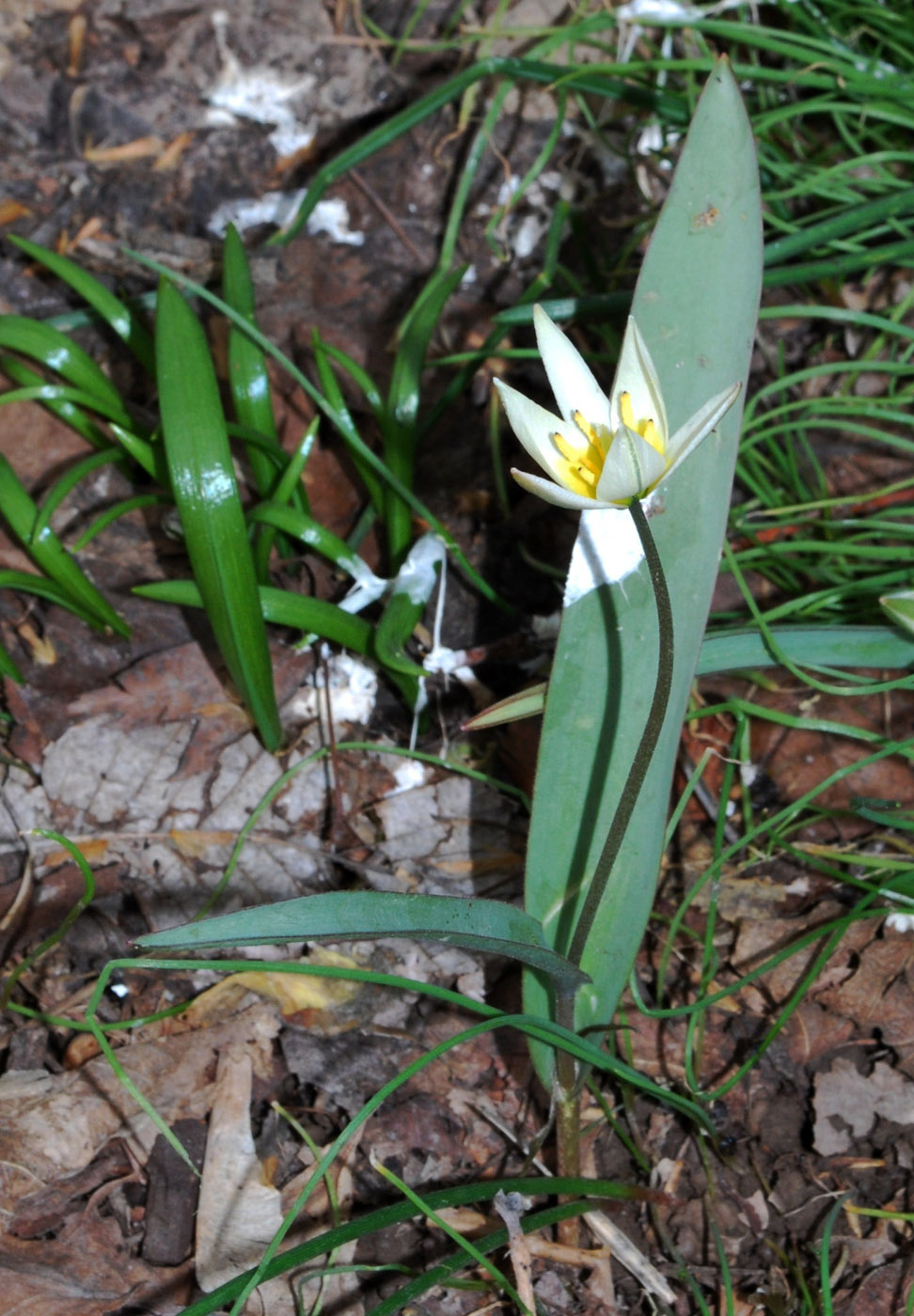 Image of Tulipa bifloriformis specimen.