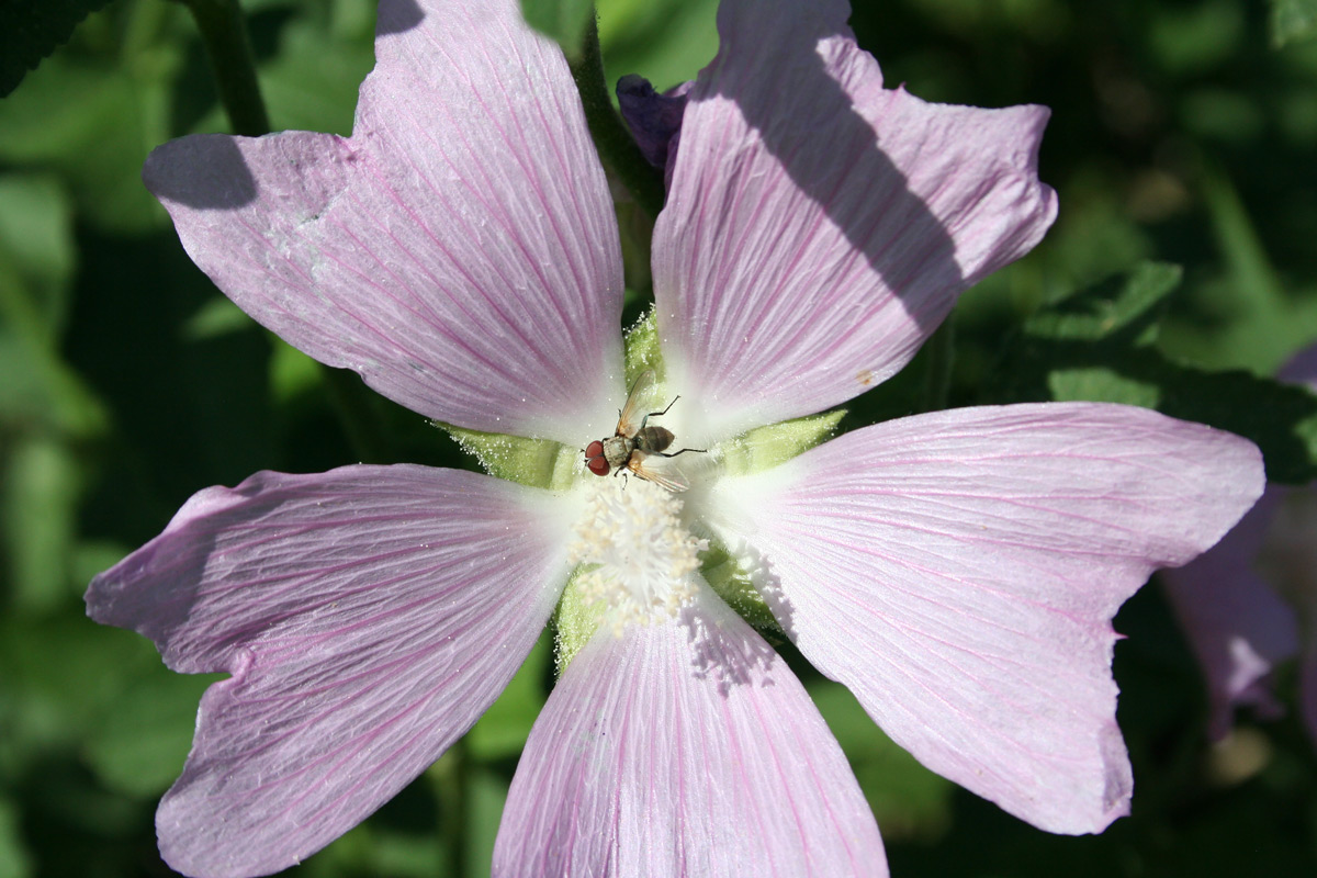 Image of Malva thuringiaca specimen.
