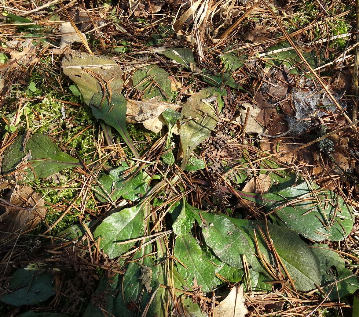 Image of Ajuga reptans specimen.