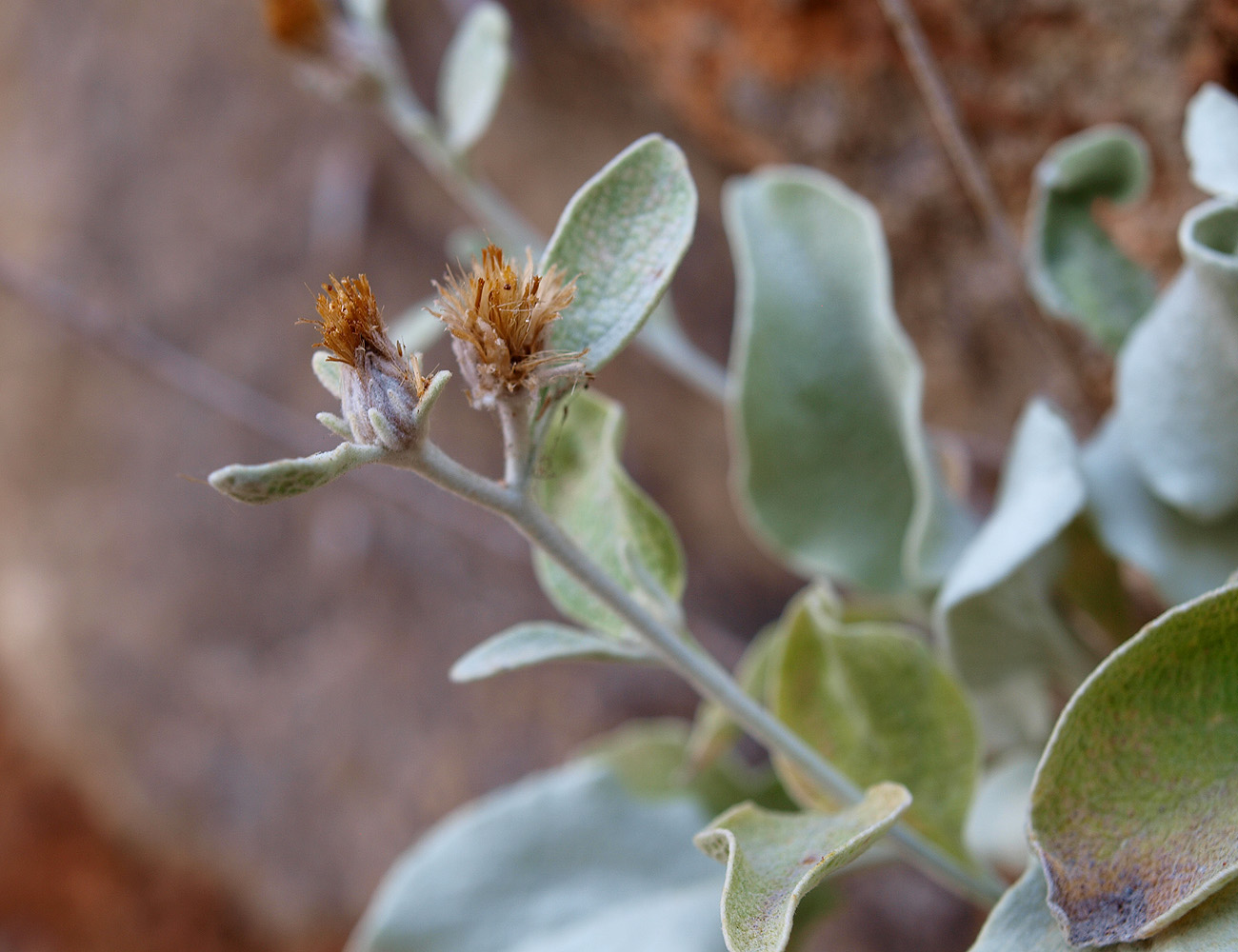 Image of Inula heterolepis specimen.