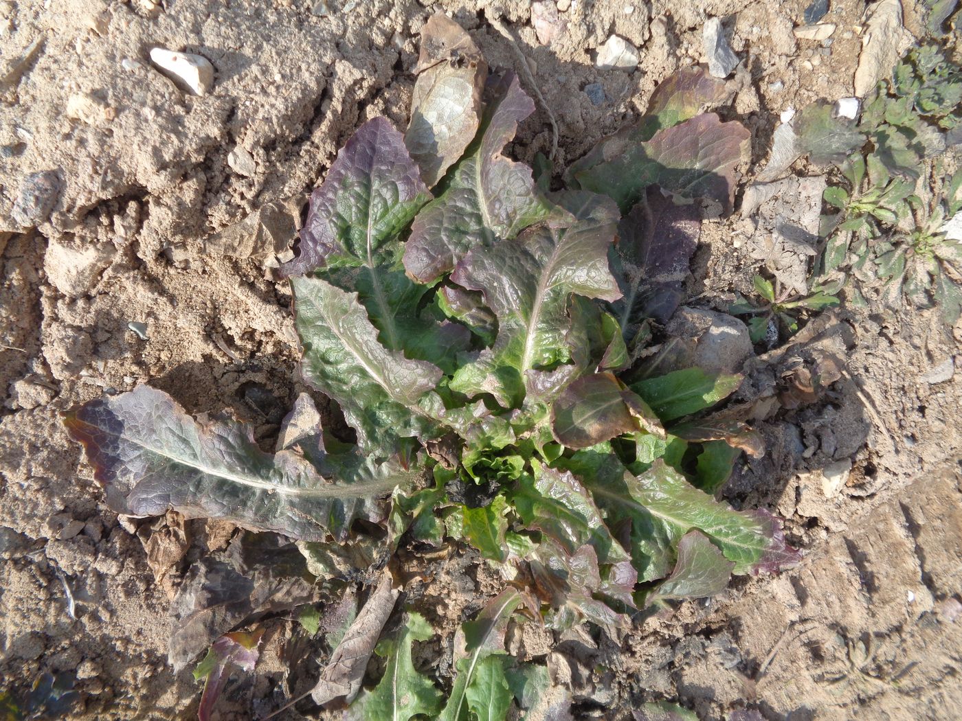 Изображение особи Lactuca serriola.