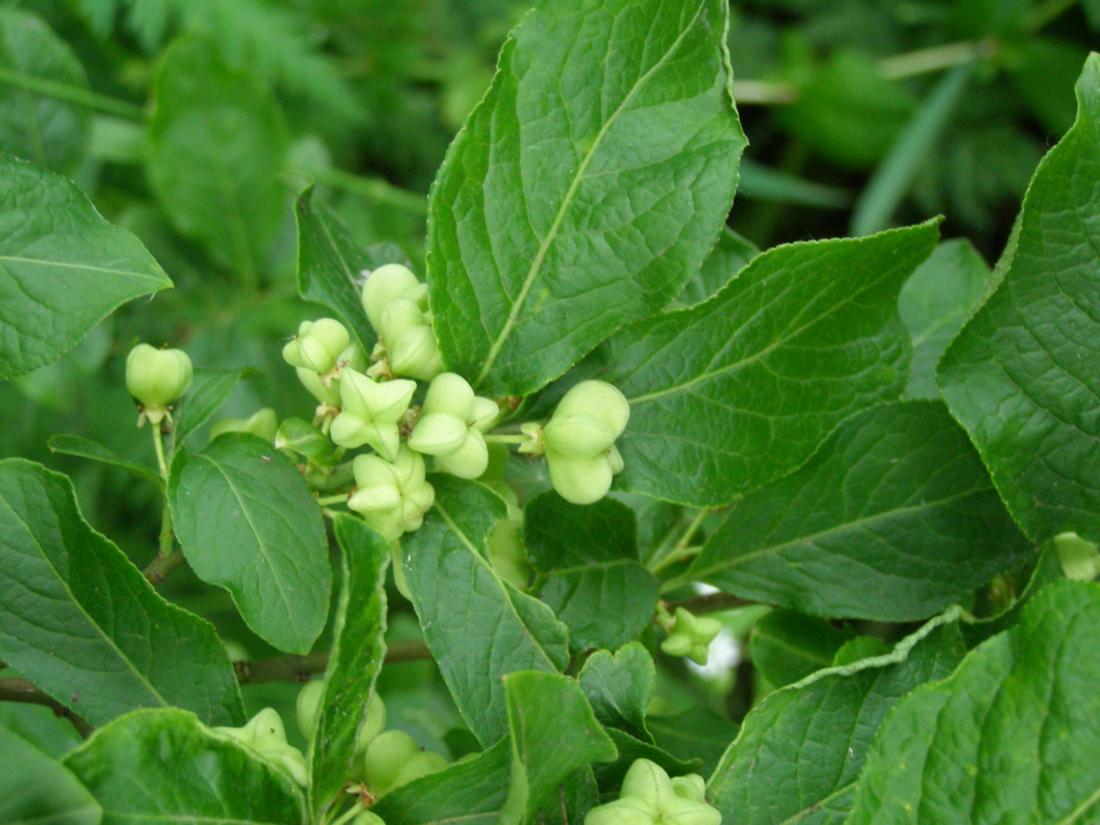 Изображение особи Euonymus europaeus.