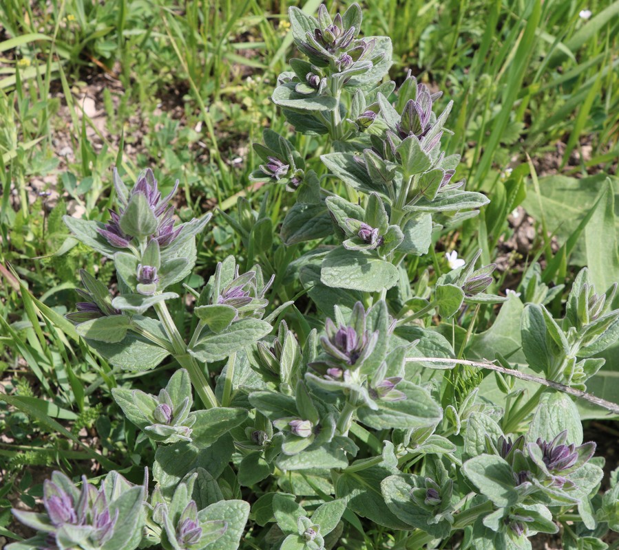 Изображение особи Nepeta schischkinii.