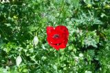 Papaver