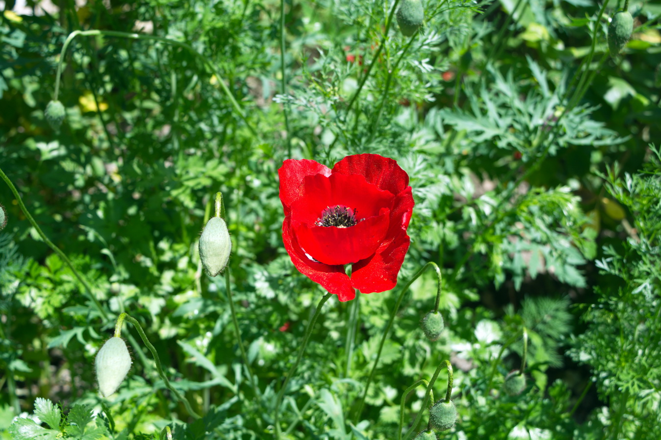 Изображение особи род Papaver.