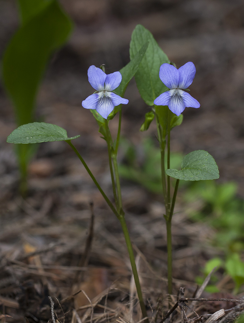 Image of Viola canina specimen.