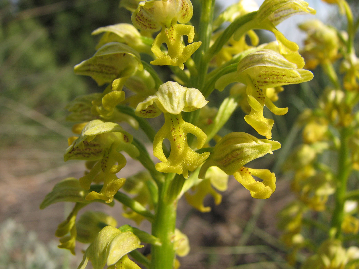 Image of Orchis punctulata specimen.