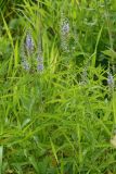 Veronica longifolia