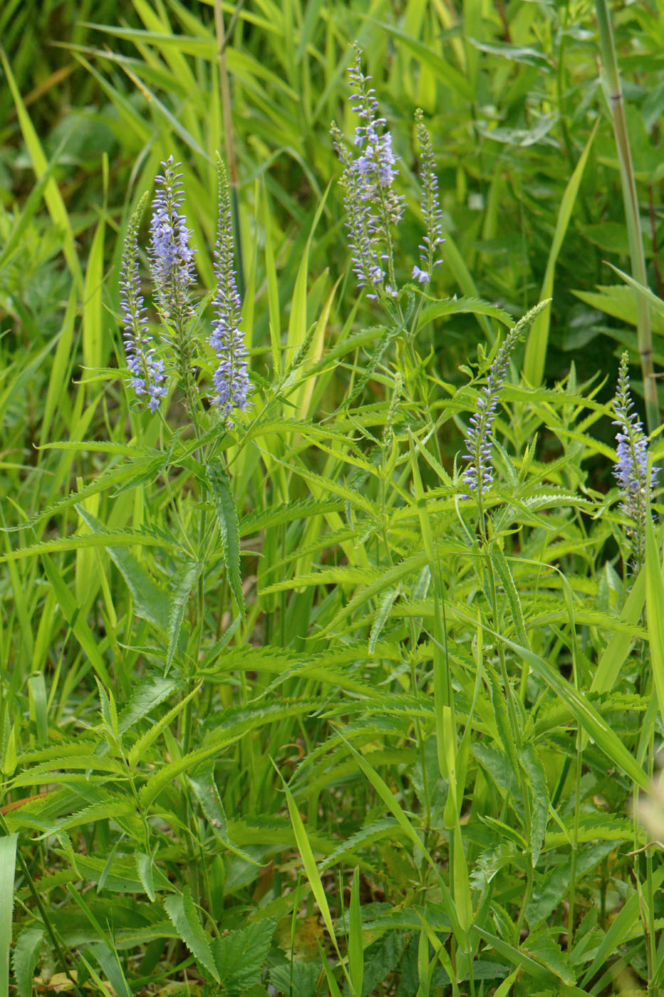 Image of Veronica longifolia specimen.