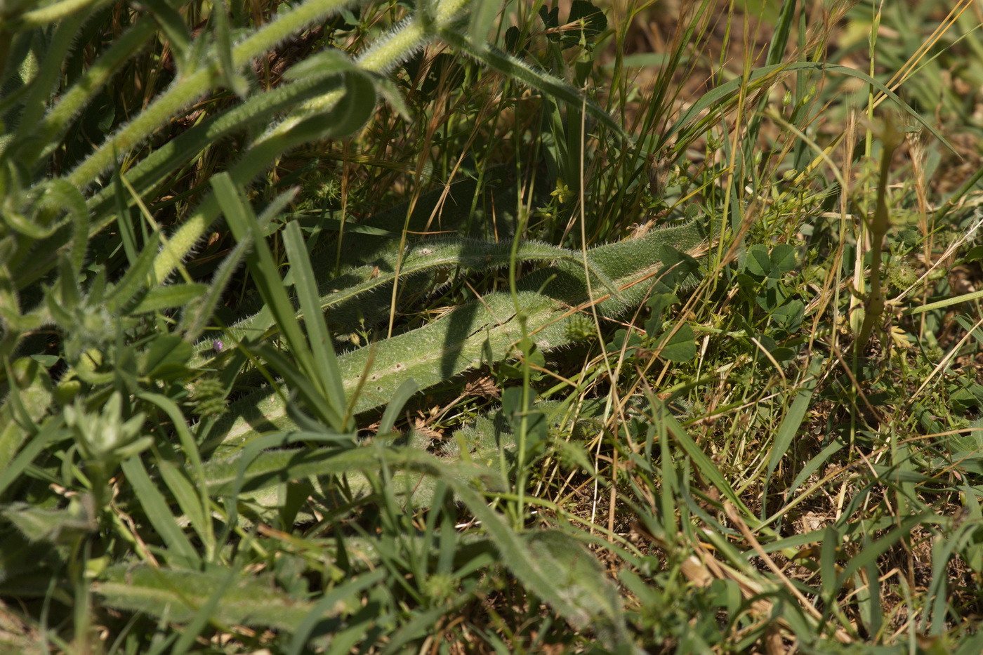 Image of Echium biebersteinii specimen.