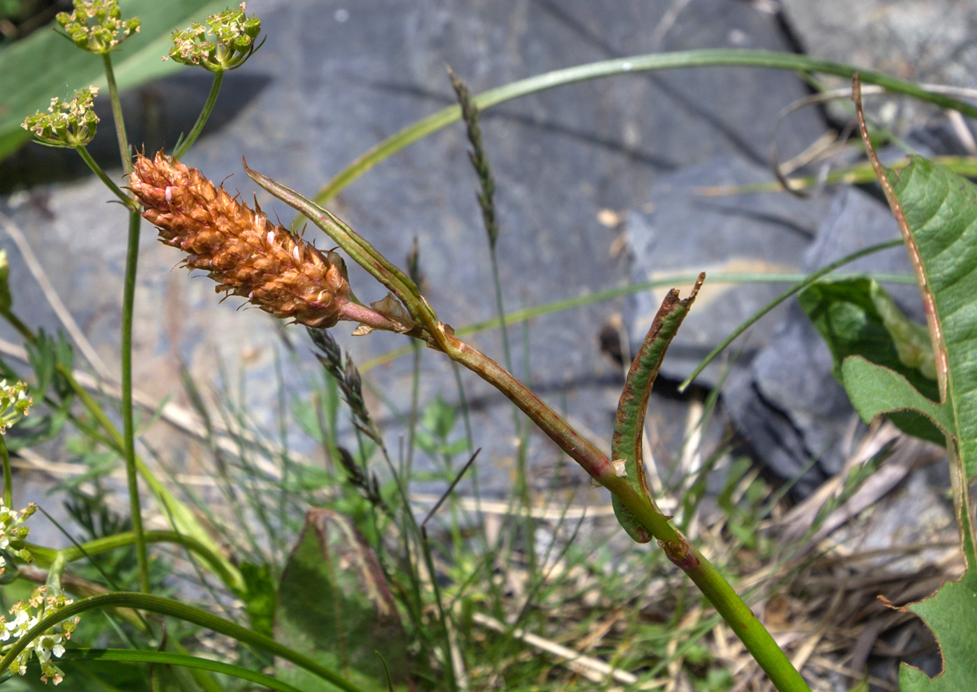 Изображение особи Bistorta carnea.