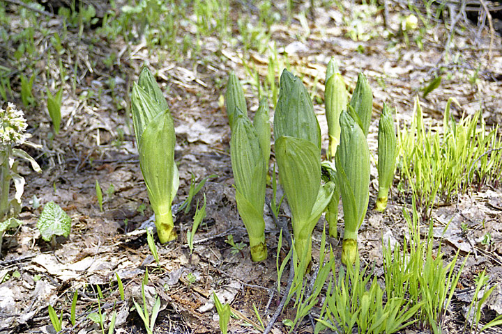 Image of Veratrum lobelianum specimen.