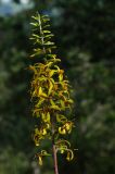 Ligularia stenocephala