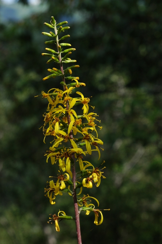 Image of Ligularia stenocephala specimen.
