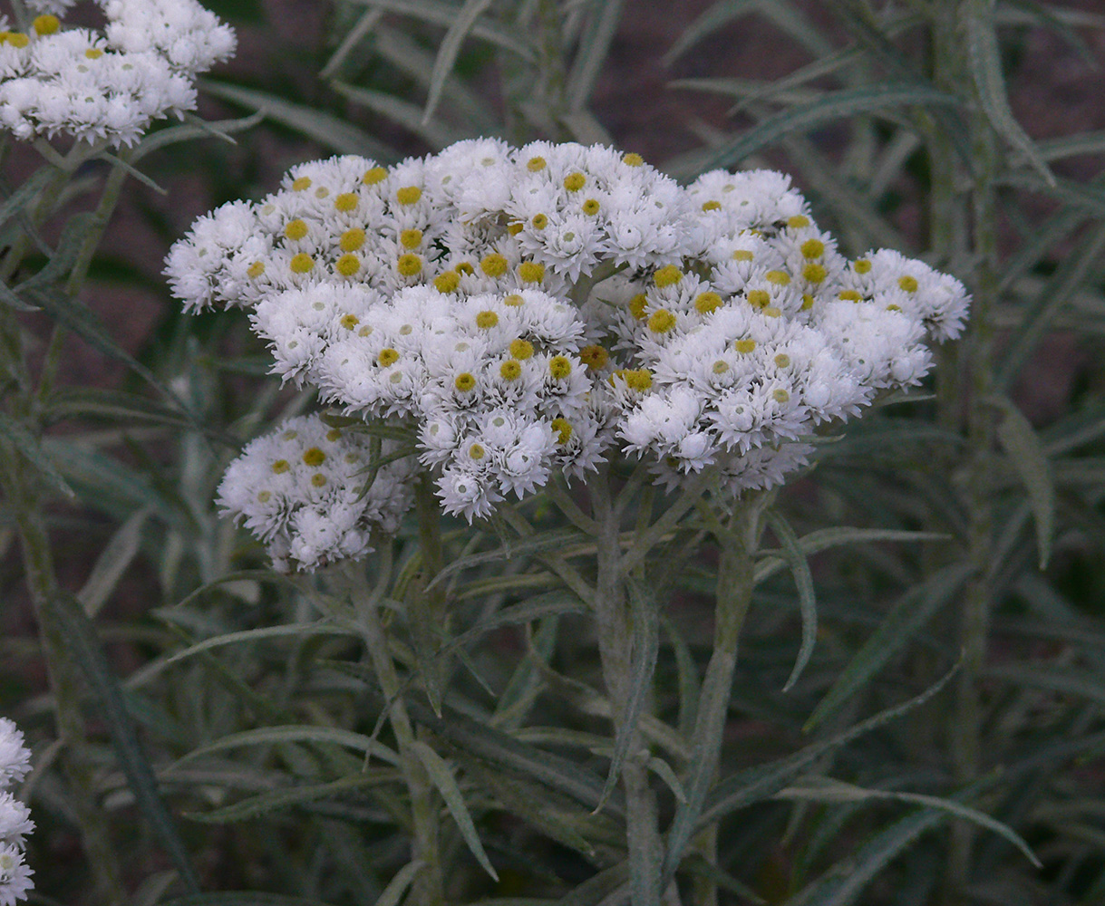 Image of Anaphalis margaritacea specimen.