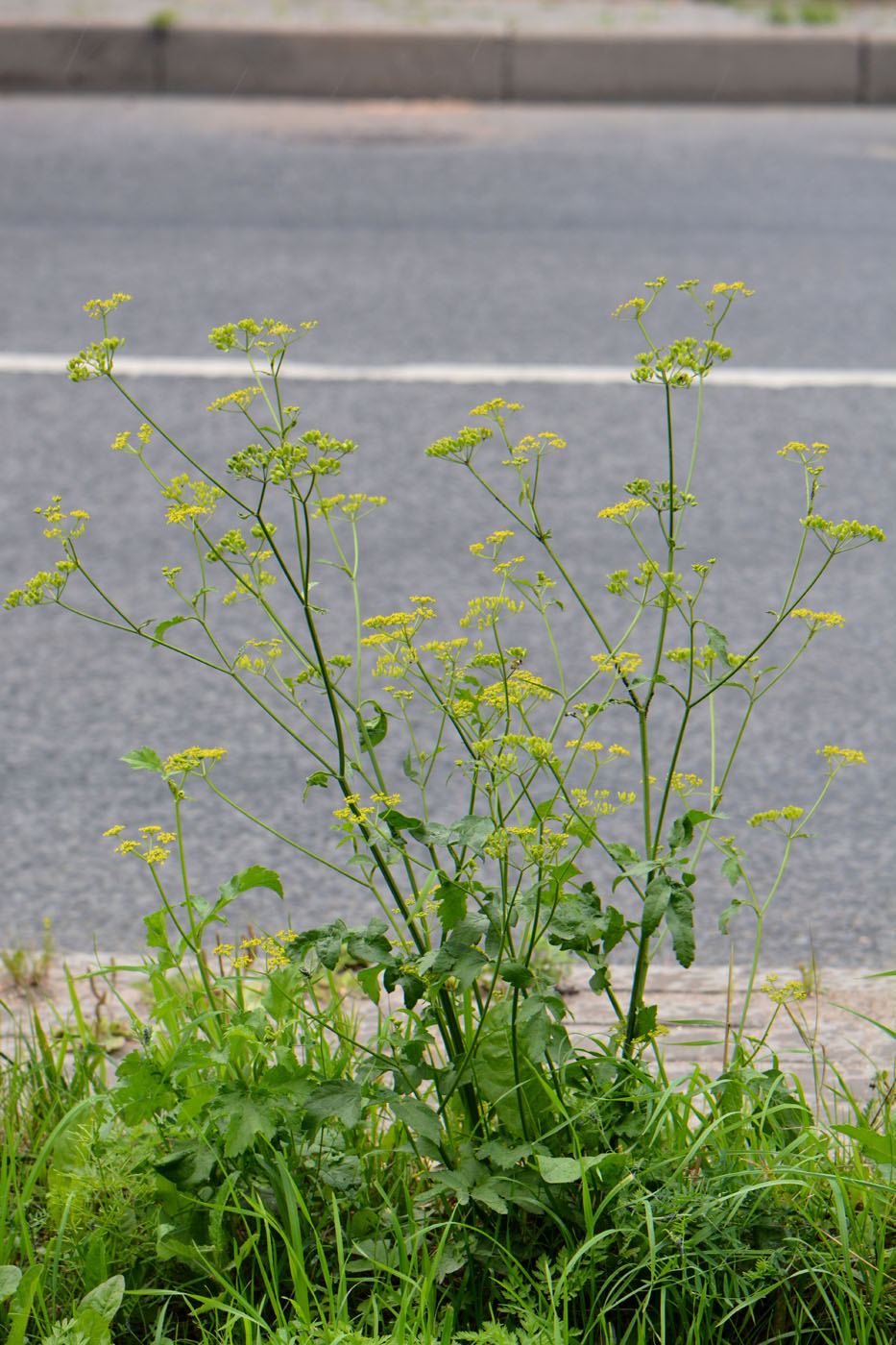 Image of Pastinaca sativa specimen.