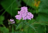 Achillea millefolium. Верхушка побега с соцветием. Башкирия, Белорецкий р-н, гора Большой Иремель, ≈ 1200 м н.у.м., луг на опушке смешанного леса. 30.07.2019.