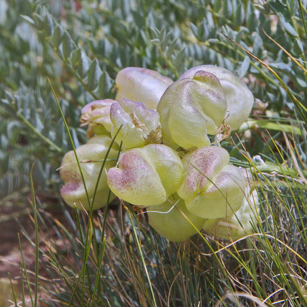 Изображение особи Astragalus skorniakowii.