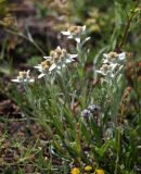 Leontopodium conglobatum