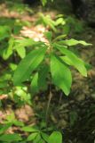 Rhododendron luteum. Верхушка побега. Краснодарский край, Абинский р-н, северный макросклон г. Шизе, ширколиственный лес. 2 июня 2019 г.