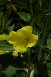 Oenothera glazioviana