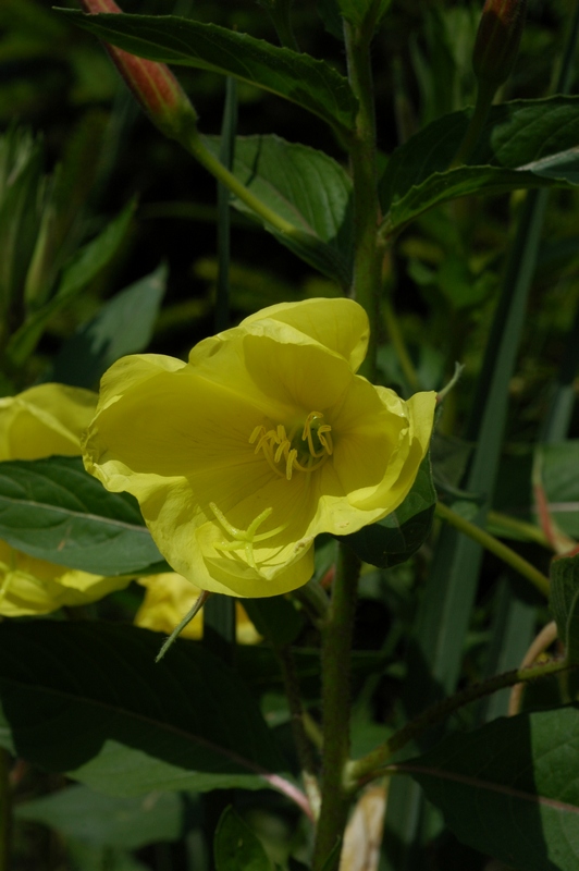Image of Oenothera glazioviana specimen.