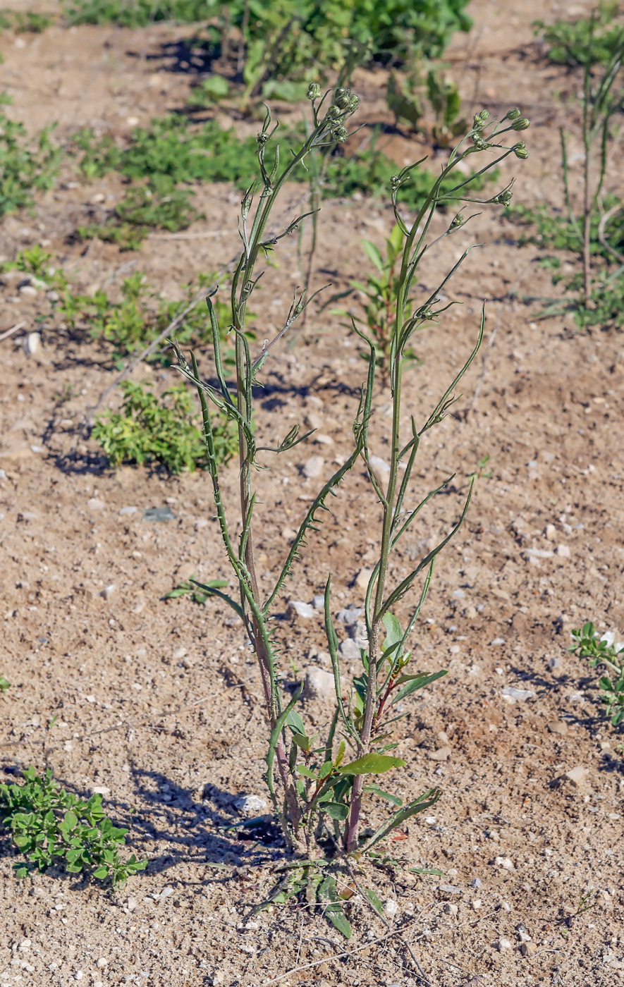 Изображение особи Crepis tectorum.