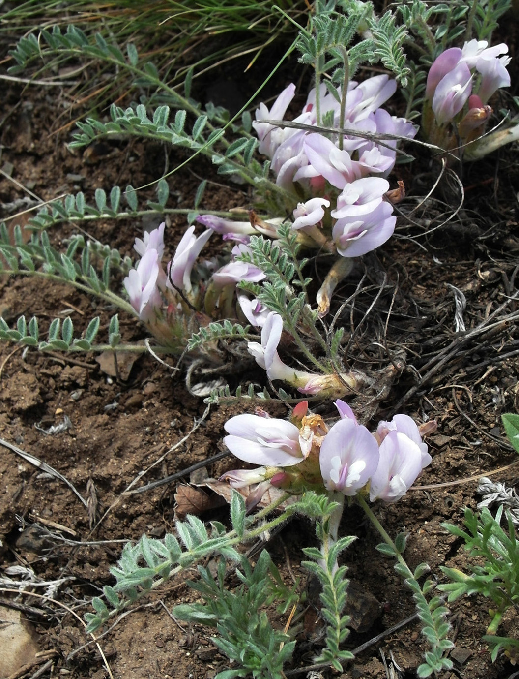 Изображение особи Astragalus testiculatus.