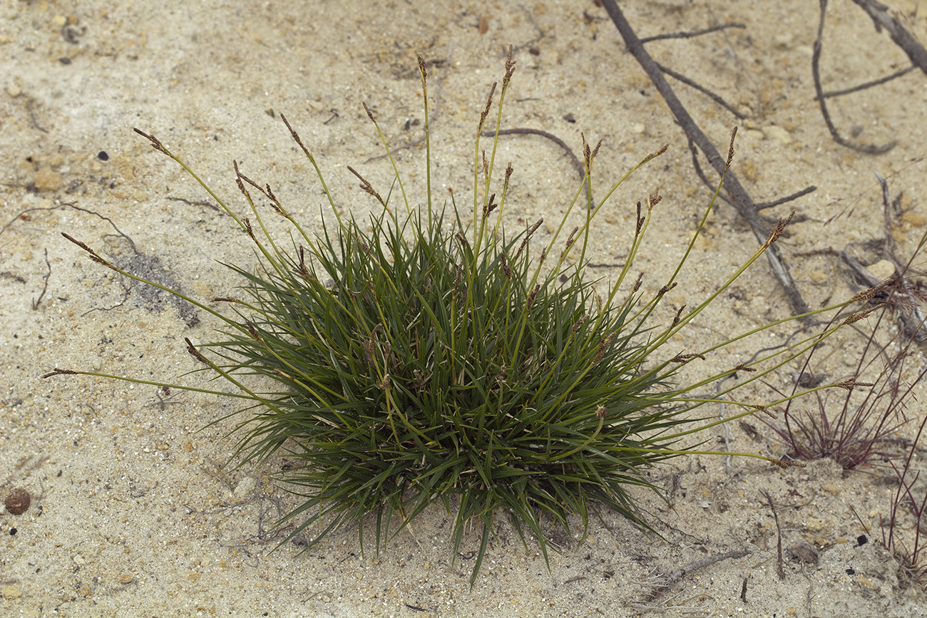 Изображение особи Carex melanocarpa.