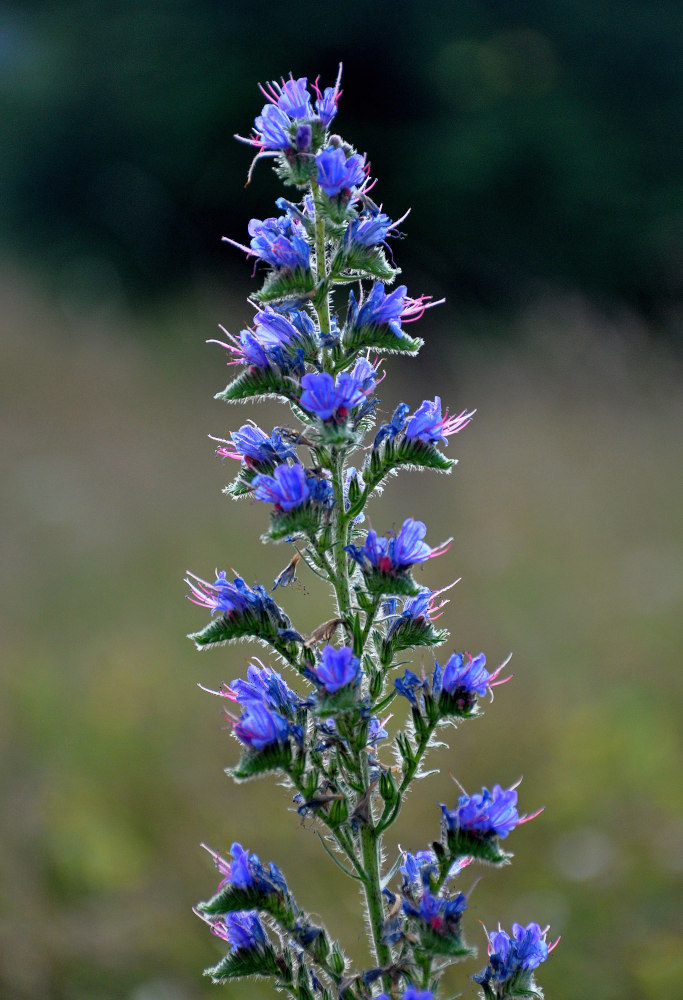 Image of Echium vulgare specimen.