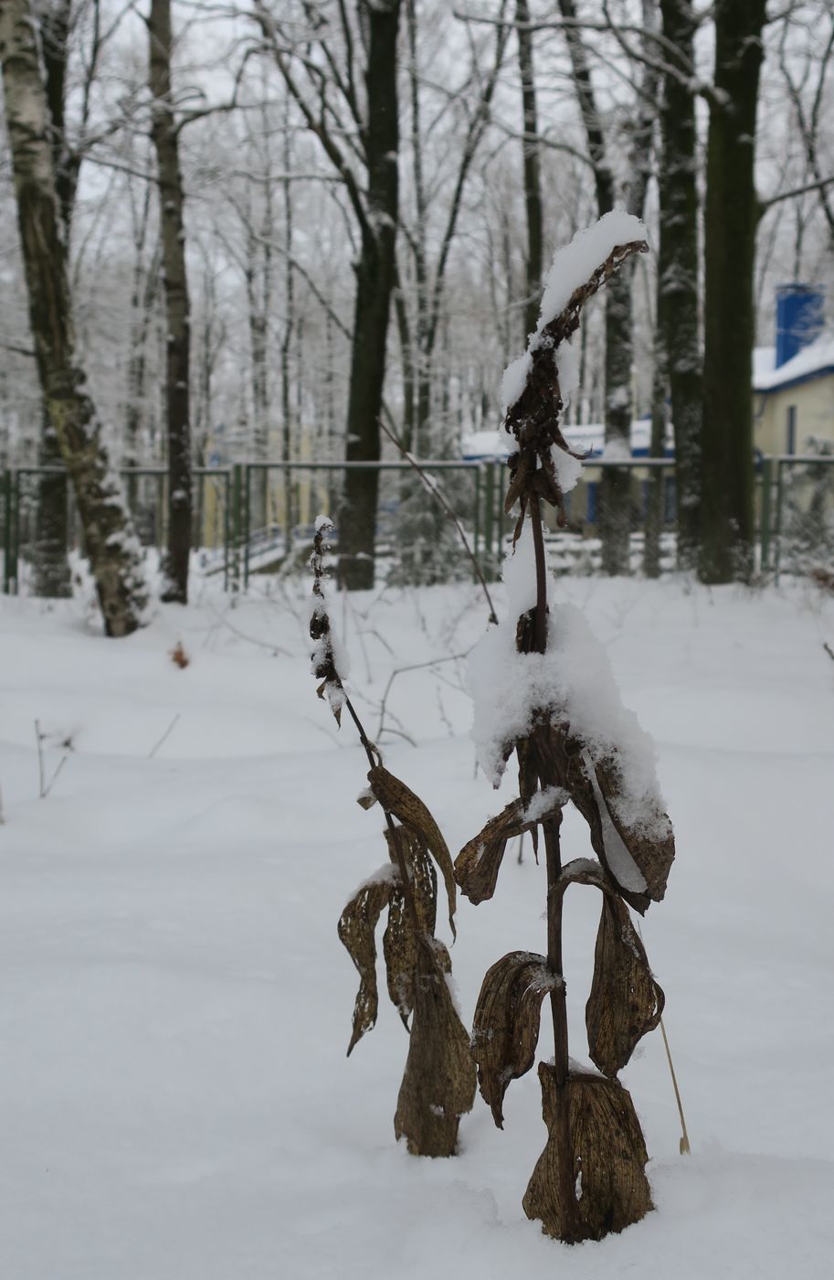 Image of Epipactis helleborine specimen.