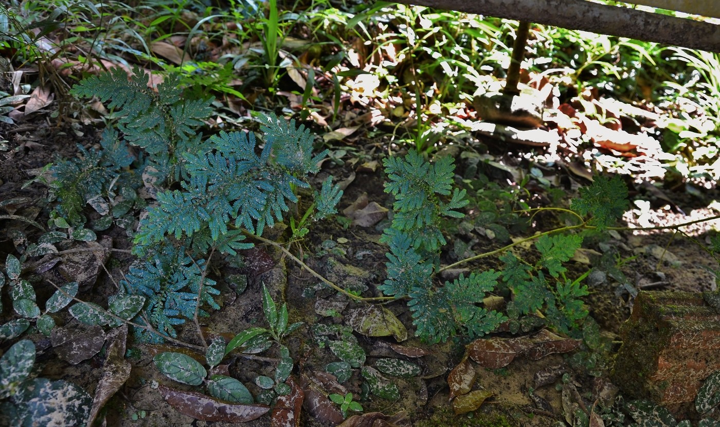 Image of genus Selaginella specimen.