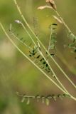 Astragalus pallescens