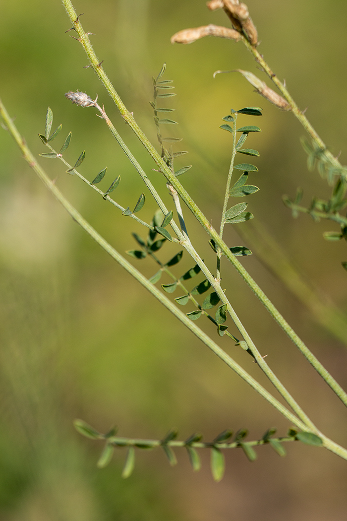 Изображение особи Astragalus pallescens.