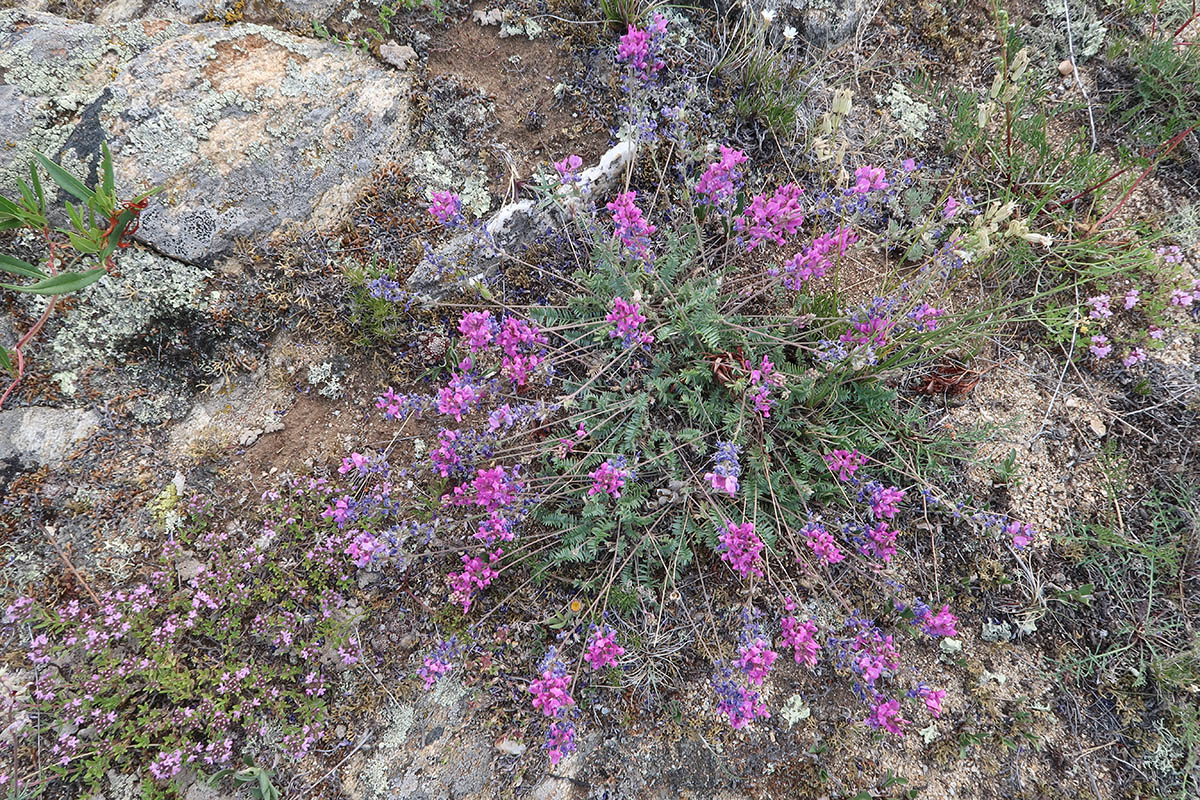 Изображение особи Oxytropis coerulea.