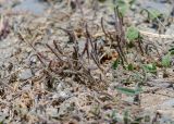 Desmodium scorpiurus. Плоды. Перу, регион La Libertad, пос. Huanchaco, устье сухого русла (Rio Seco). 28.10.2019.