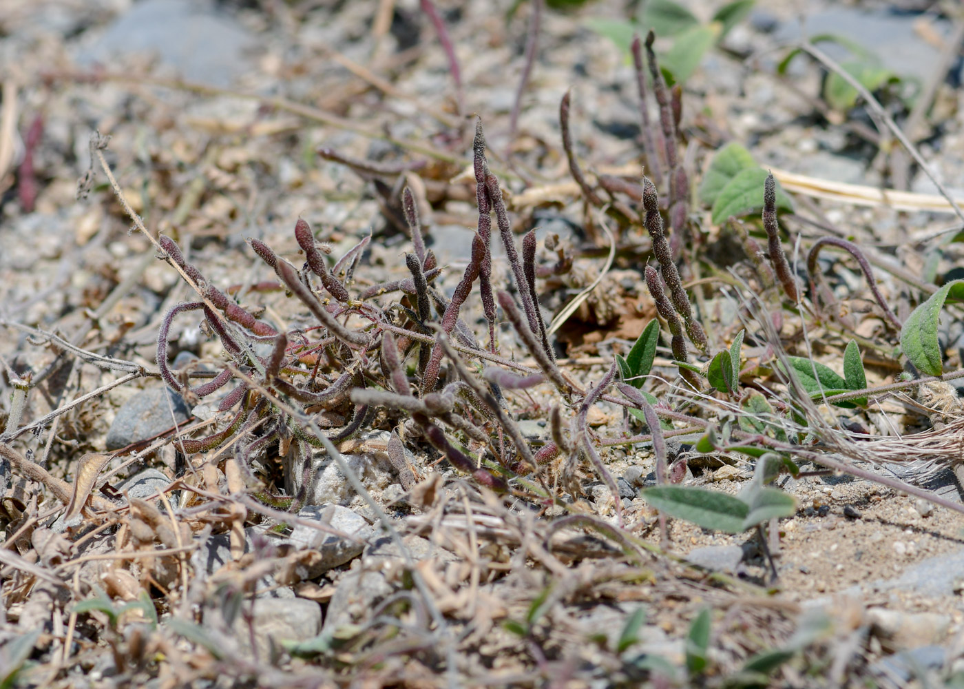 Изображение особи Desmodium scorpiurus.