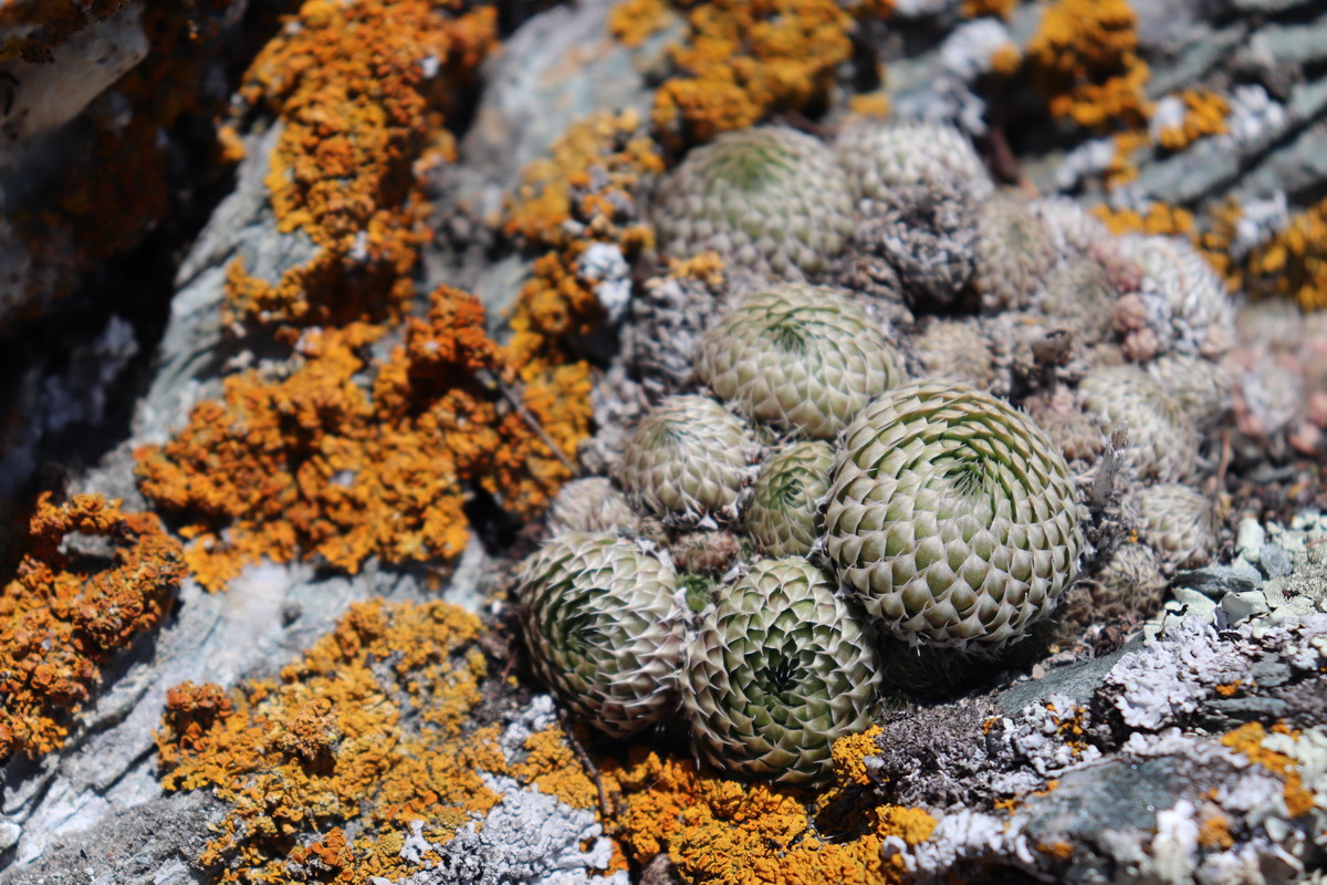 Изображение особи Orostachys spinosa.