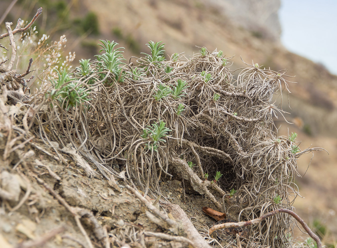 Image of Onosma polyphylla specimen.