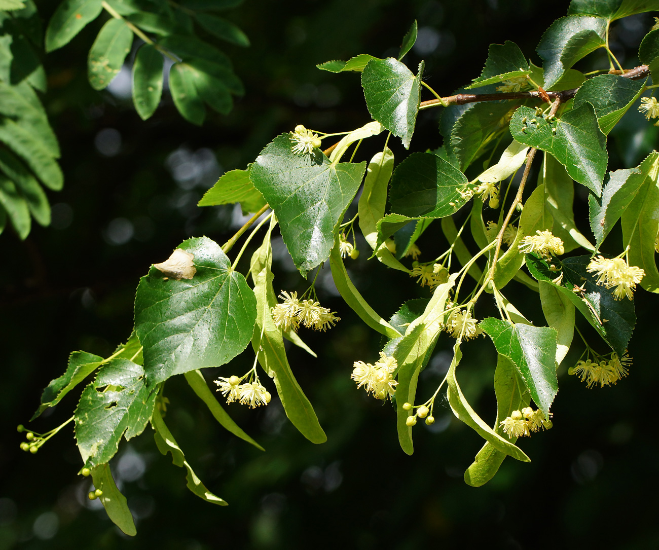 Image of Tilia platyphyllos specimen.