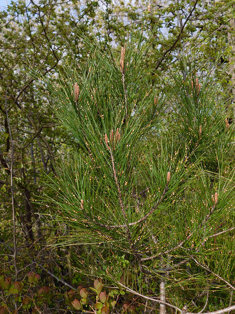 Image of Pinus pityusa specimen.