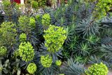 Euphorbia characias. Верхушки цветущих растений. Франция, регион Иль-де-Франс, деп. О-де-Сен, г. Леваллуа-Перре, сквер на площади генерала Леклерка, в культуре. 24.02.2020.