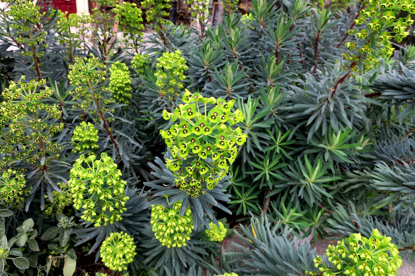 Image of Euphorbia characias specimen.