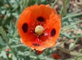 Papaver litwinowii. Цветок. Кыргызстан, Иссык-Кульская обл., окр. с. Бостери (3-4 км восточнее), около дороги. 01.06.2019.