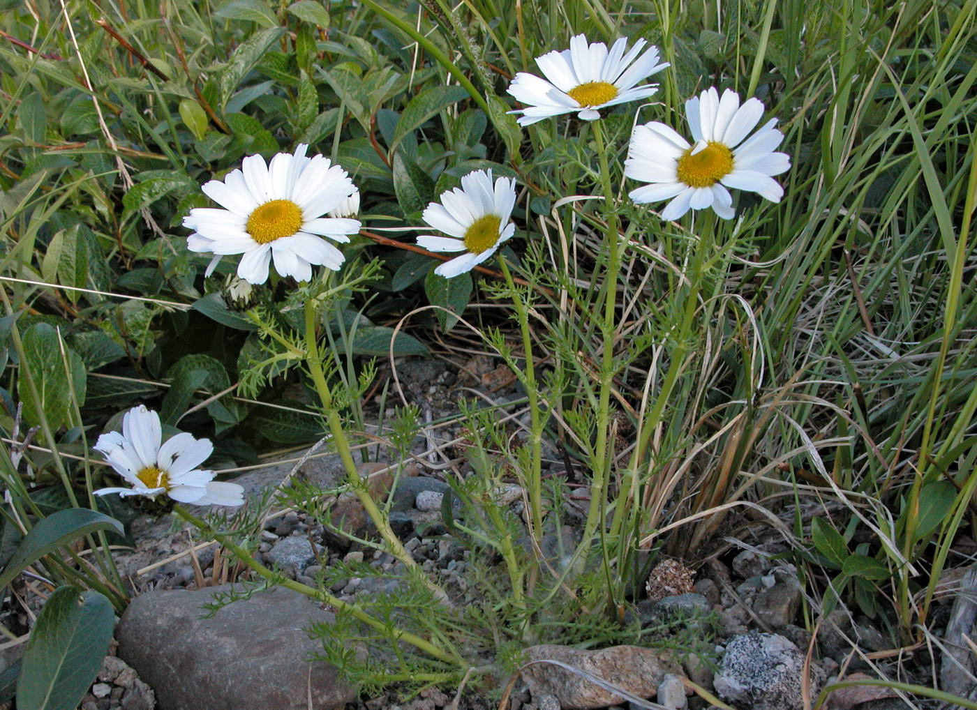 Изображение особи Tripleurospermum hookeri.