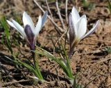 Crocus alatavicus